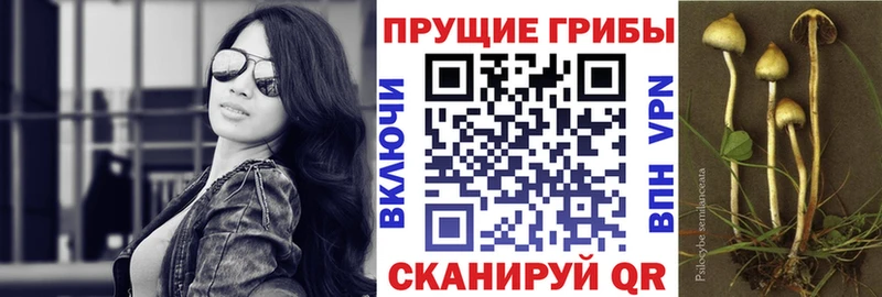 Псилоцибиновые грибы GOLDEN TEACHER  Купить закладки  Отрадное 